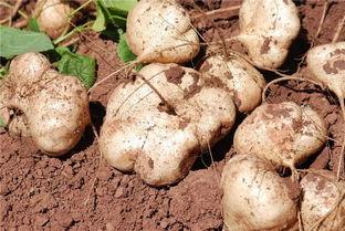 瓜吃土,探寻神秘土地的瓜果传奇