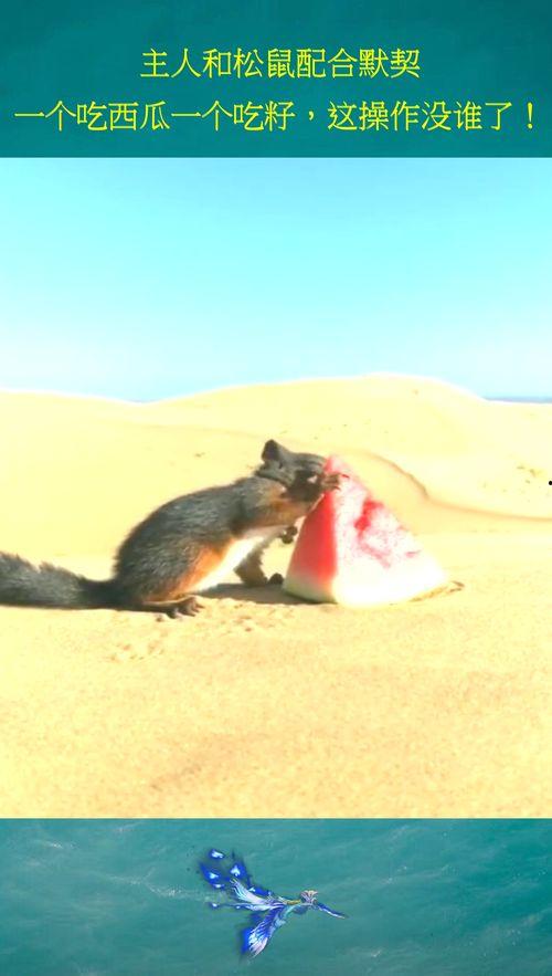 松鼠吃瓜,趣味横生的自然奇观