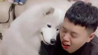 上海吃瓜狼,揭秘都市美食背后的故事