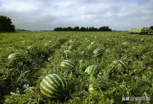 吃瓜散文,一场关于吃瓜的散文盛宴